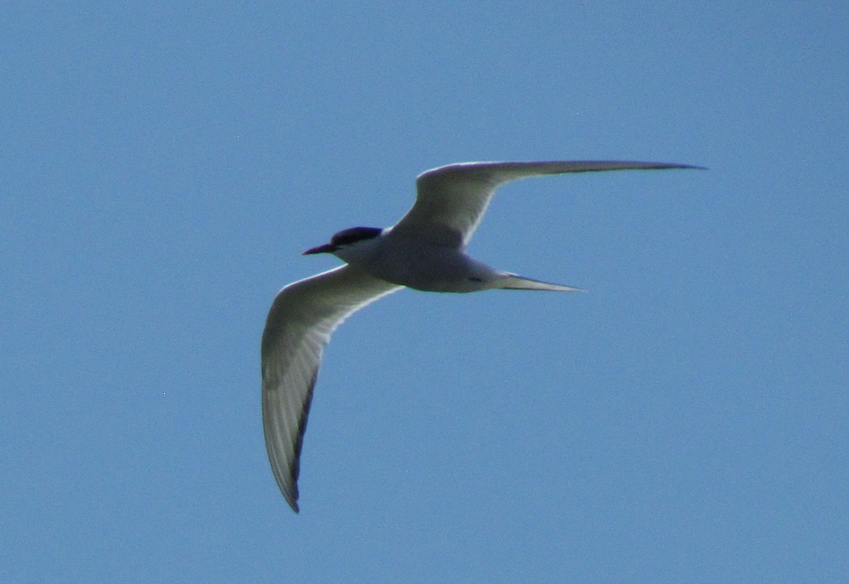 Arctic Tern - Darren Dowell