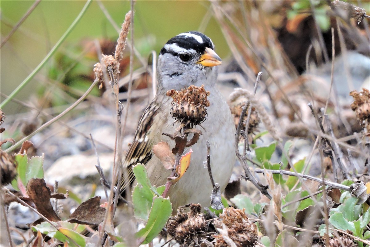 White-crowned Sparrow (nuttalli) - Gail DeLalla