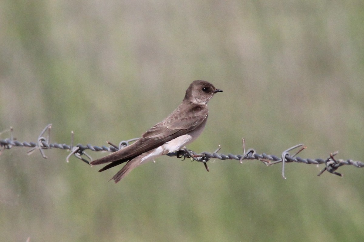 eBird Checklist - 18 May 2012 - Putah Creek--Pedrick Rd. (YOL Co.) - 43 ...