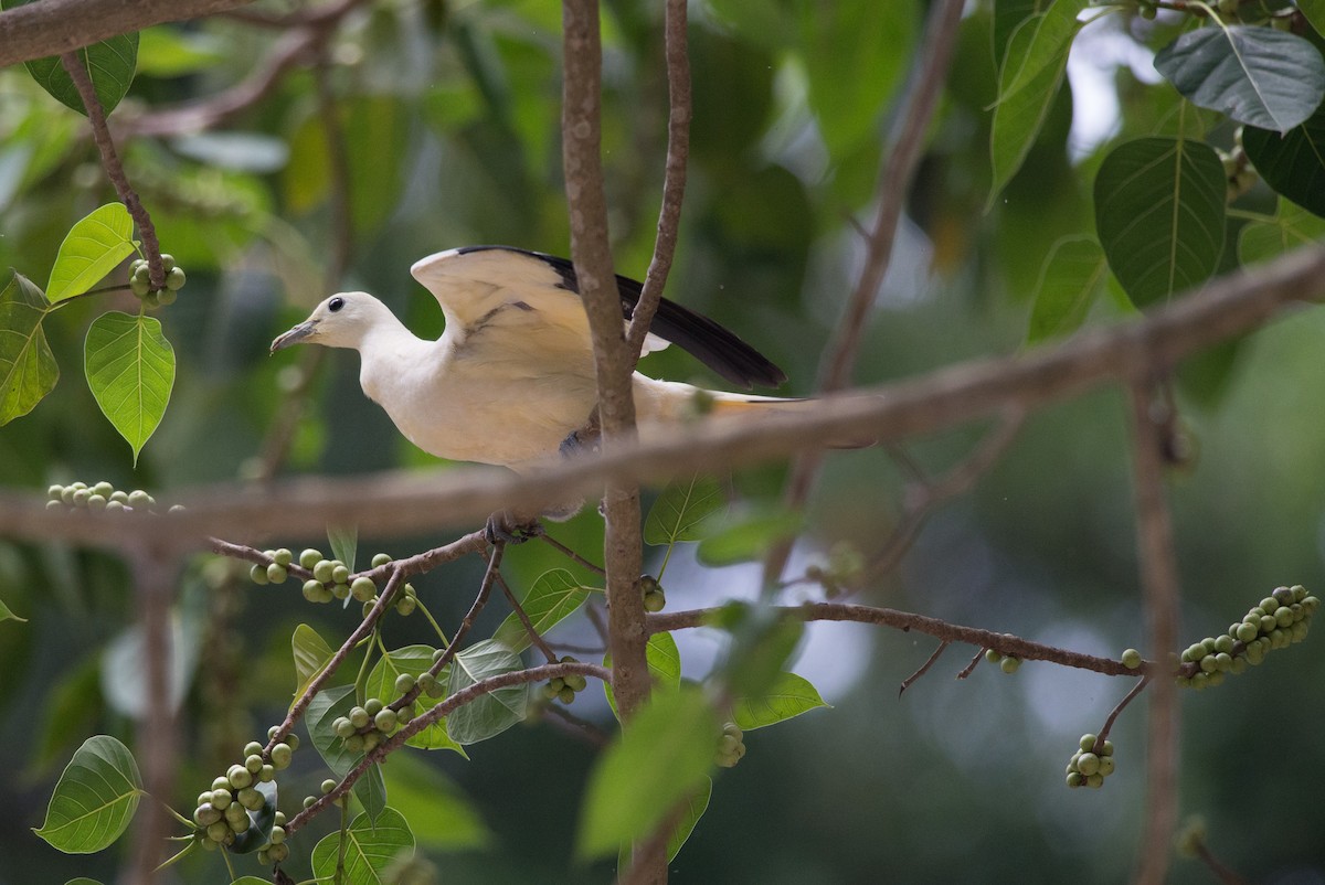 Pied Imperial-Pigeon - Nige Hartley