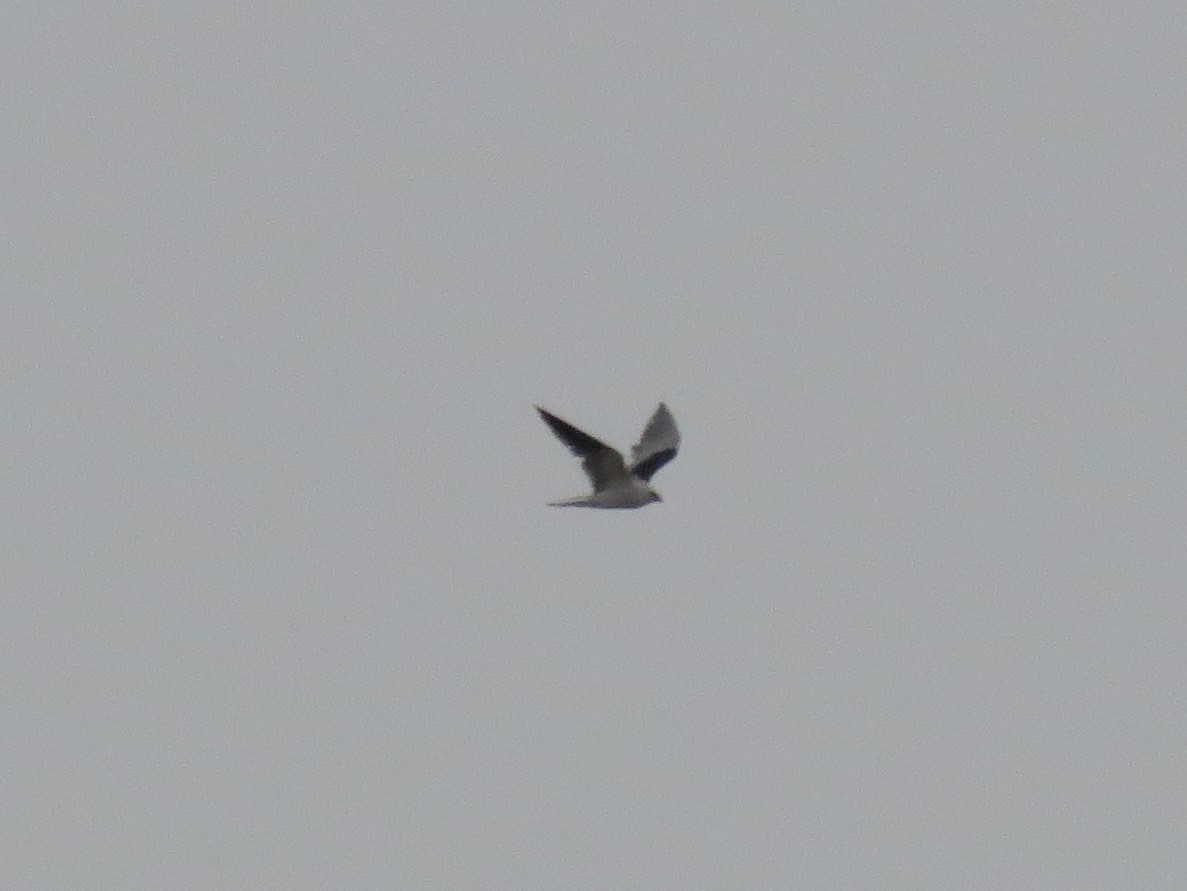 White-tailed Kite - Colin Dillingham