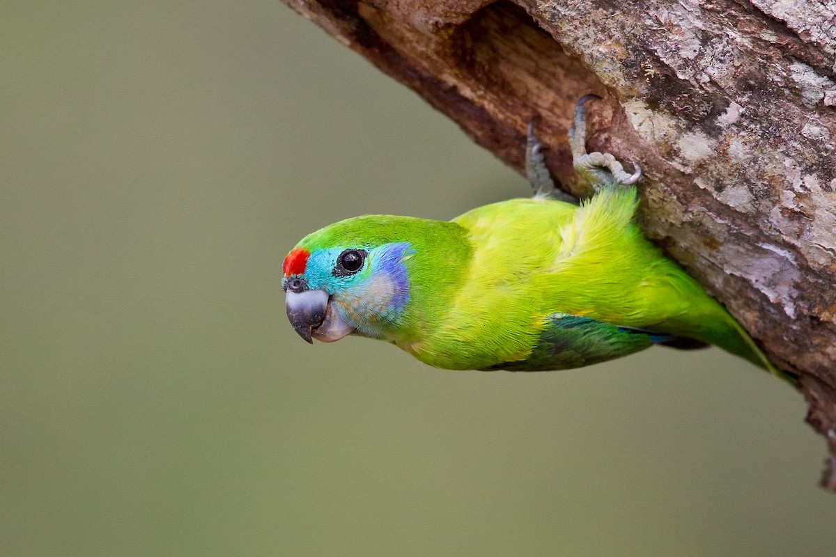 Double-eyed Fig-Parrot - Mat Gilfedder