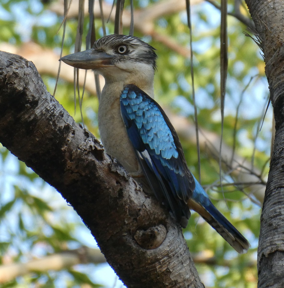 Blue-winged Kookaburra - ML115902101