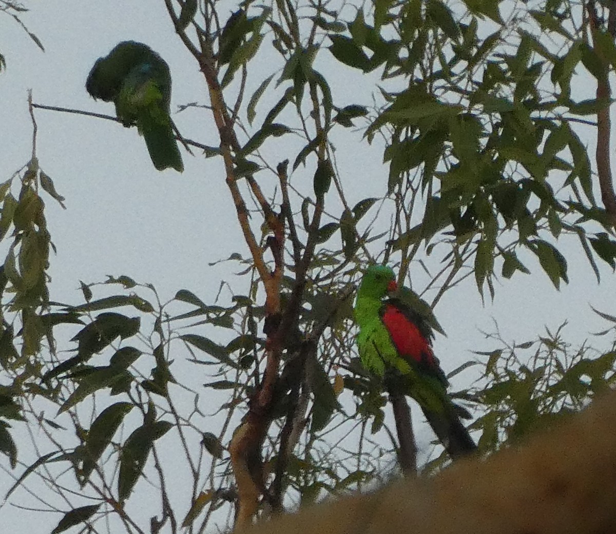 Red-winged Parrot - ML115902461