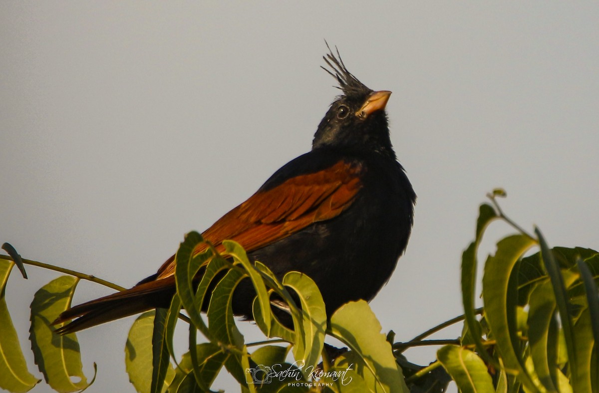 Crested Bunting - ML115902691