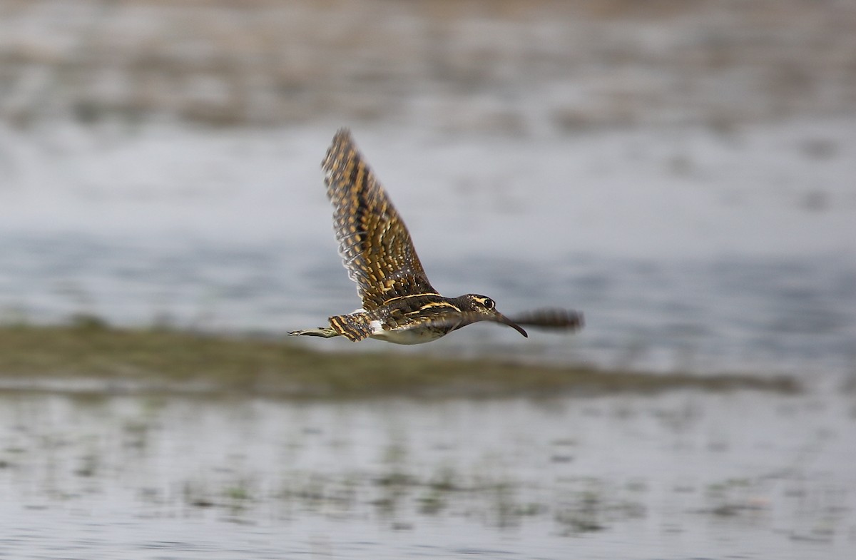Greater Painted-Snipe - ML115904401