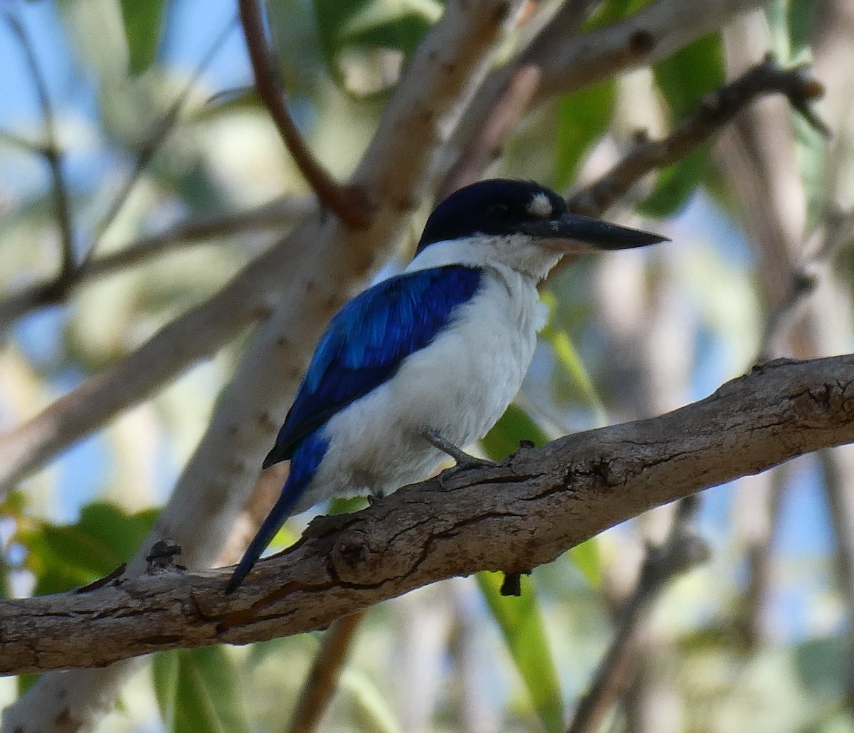 Forest Kingfisher - ML115904621