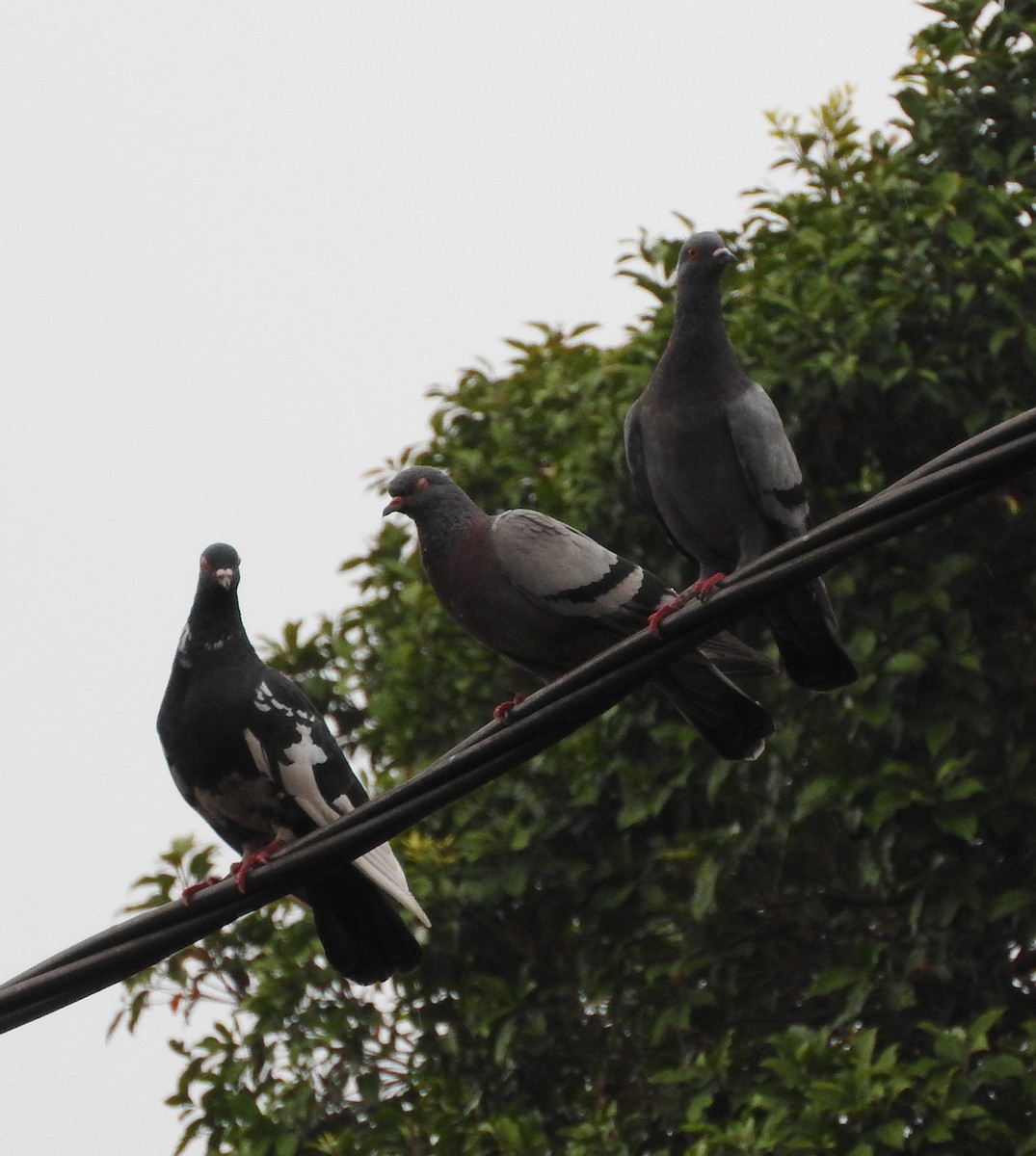 Rock Pigeon (Feral Pigeon) - Sandy Gayasih