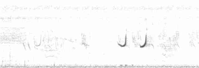 Caille nattée - ML115906171