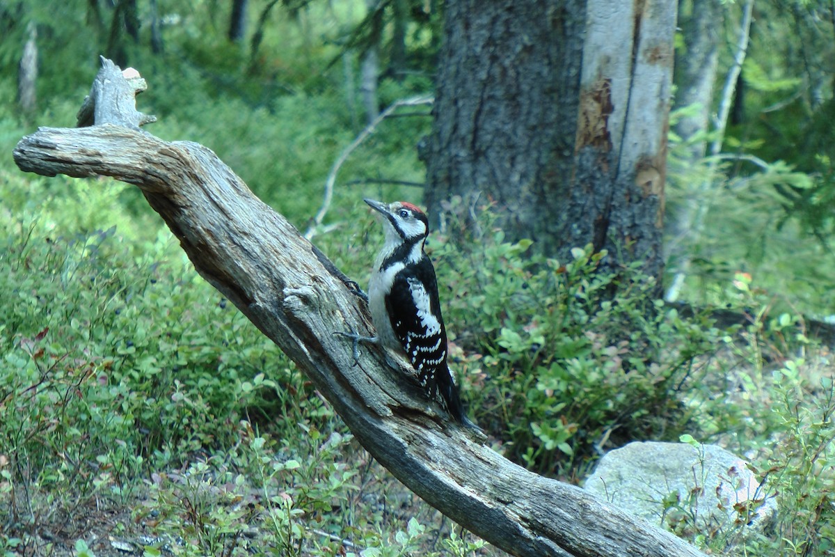 Great Spotted Woodpecker - Nige Hartley