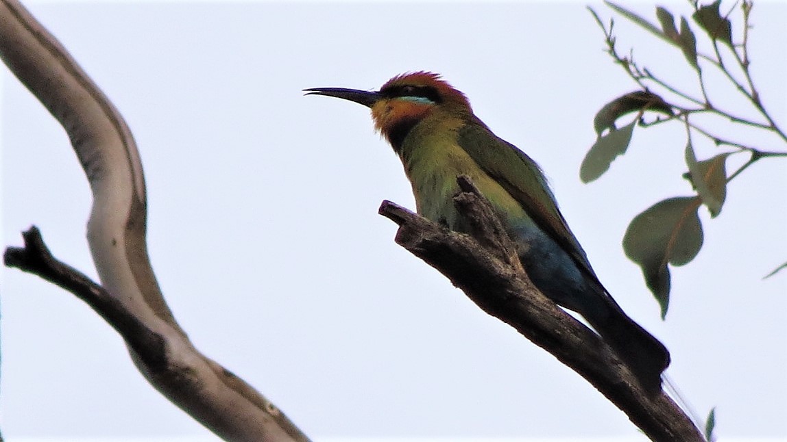 Rainbow Bee-eater - ML115907551