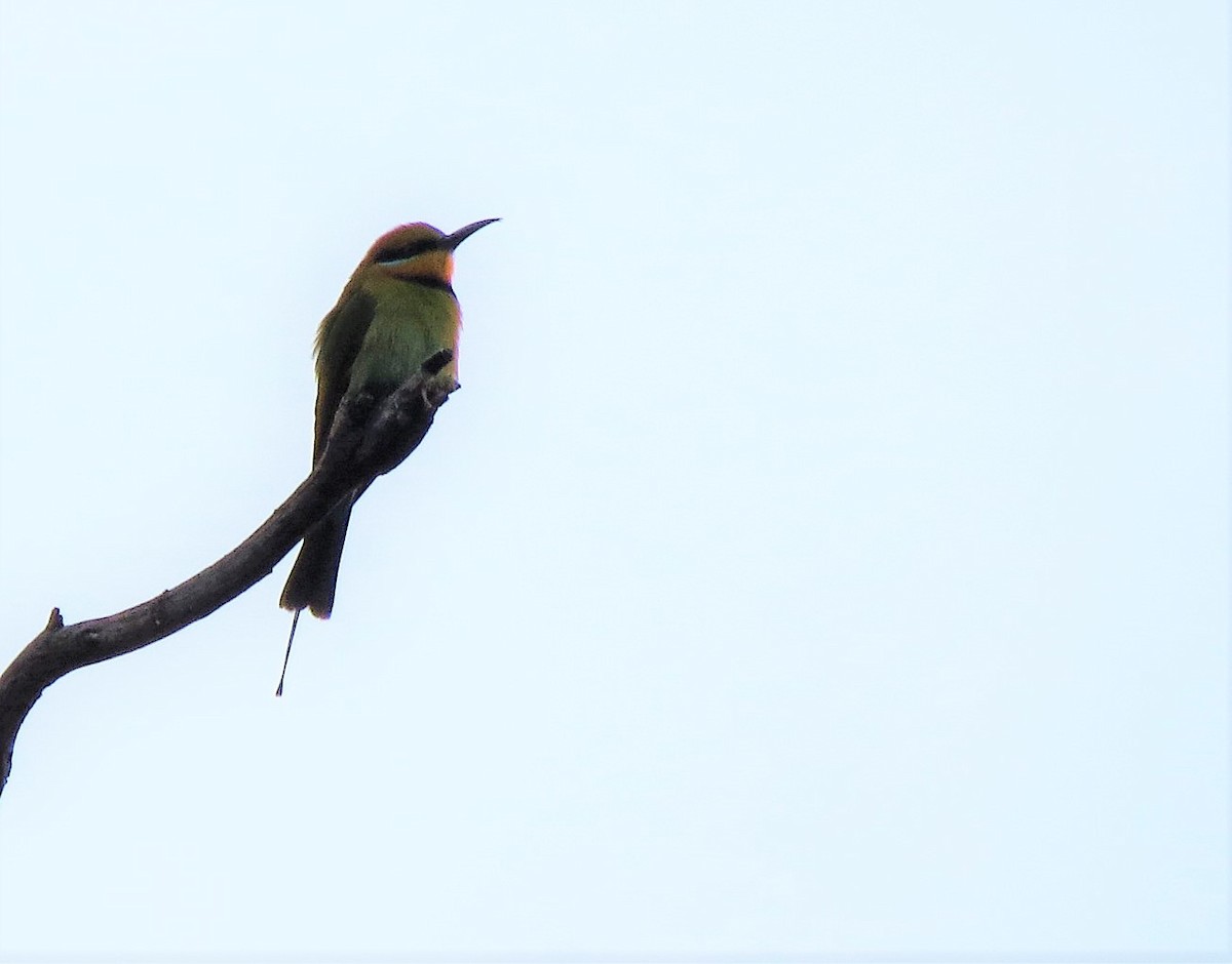 Rainbow Bee-eater - ML115907561