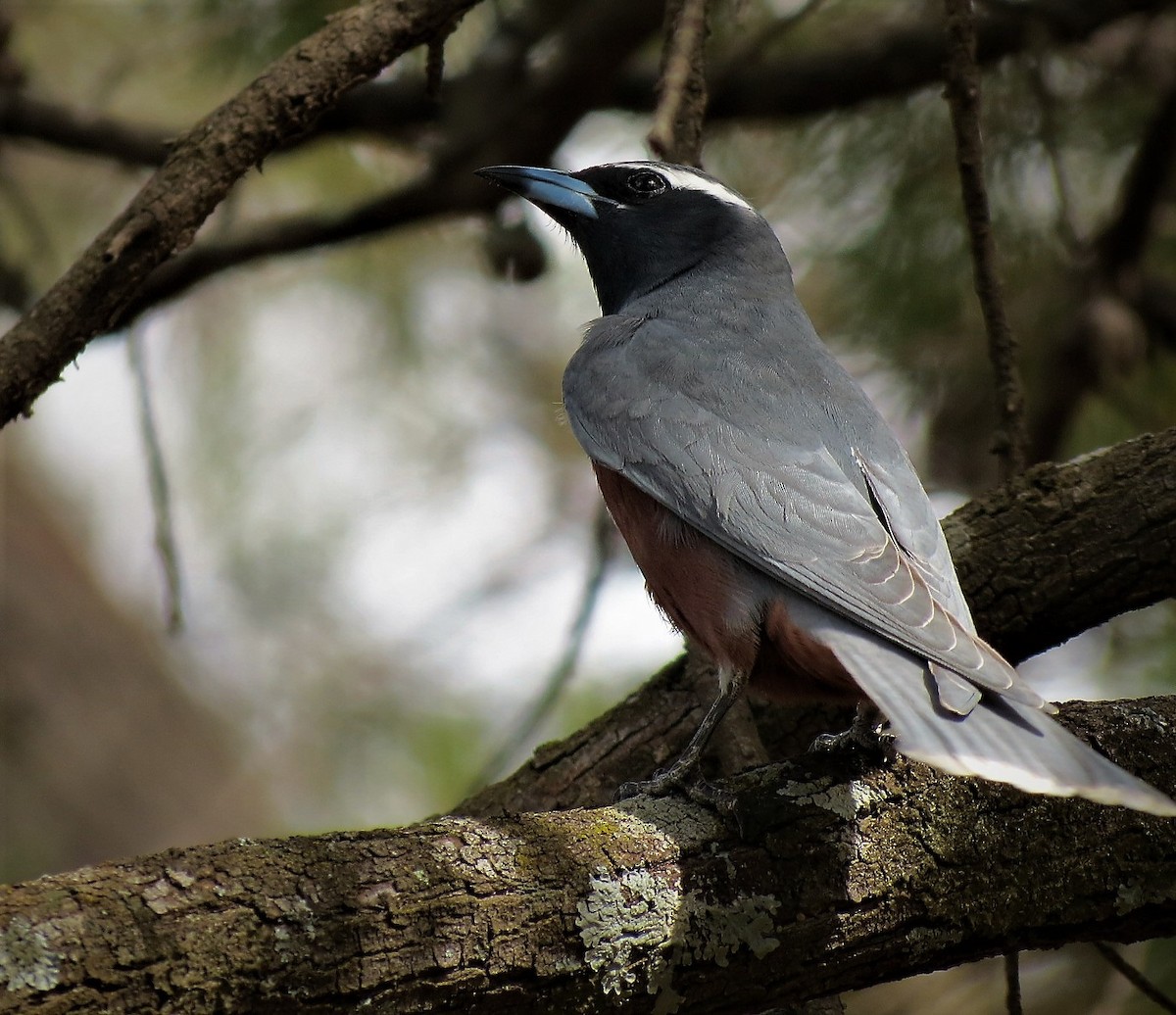 White-browed Woodswallow - ML115907621
