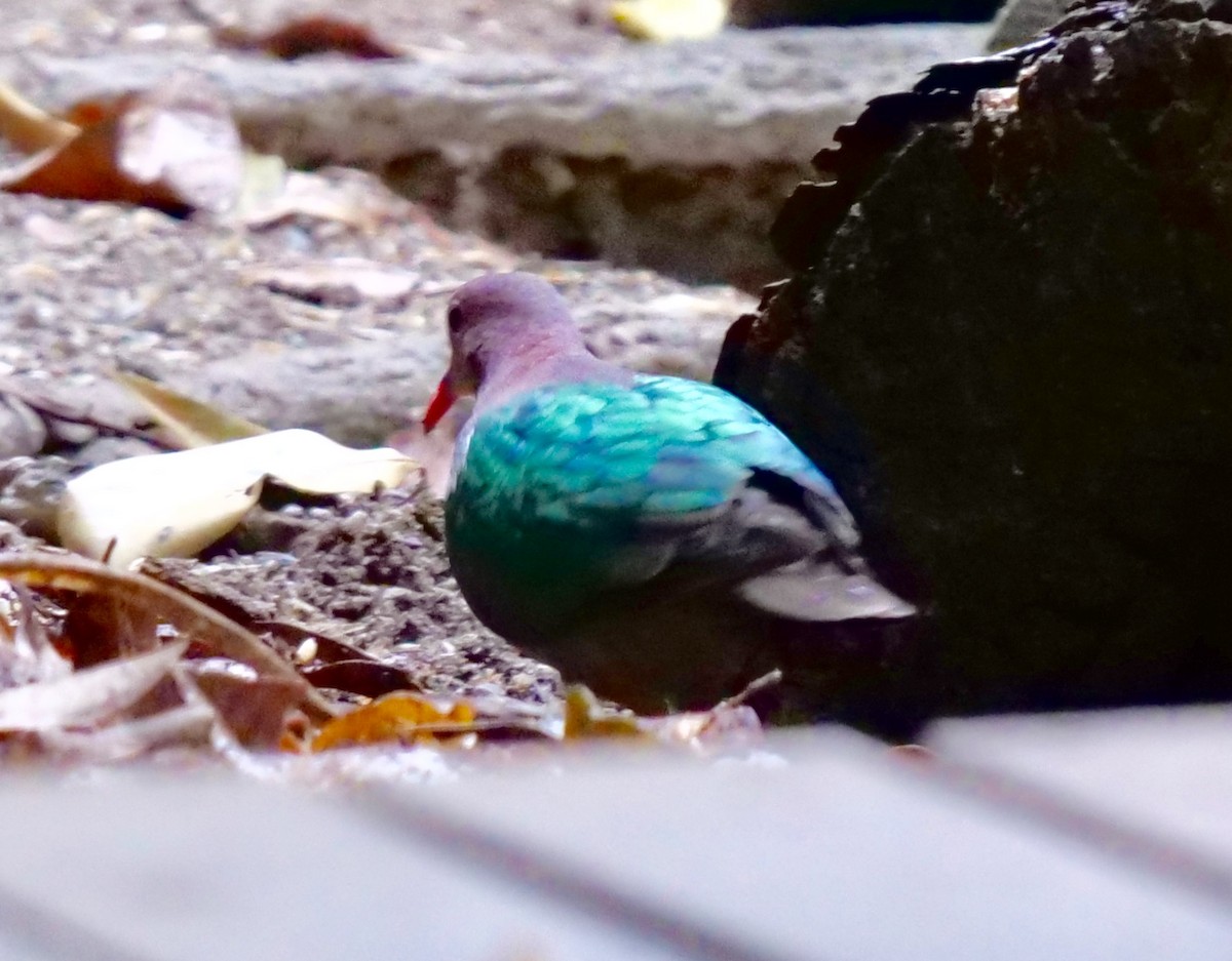 Pacific Emerald Dove - Peter Lowe
