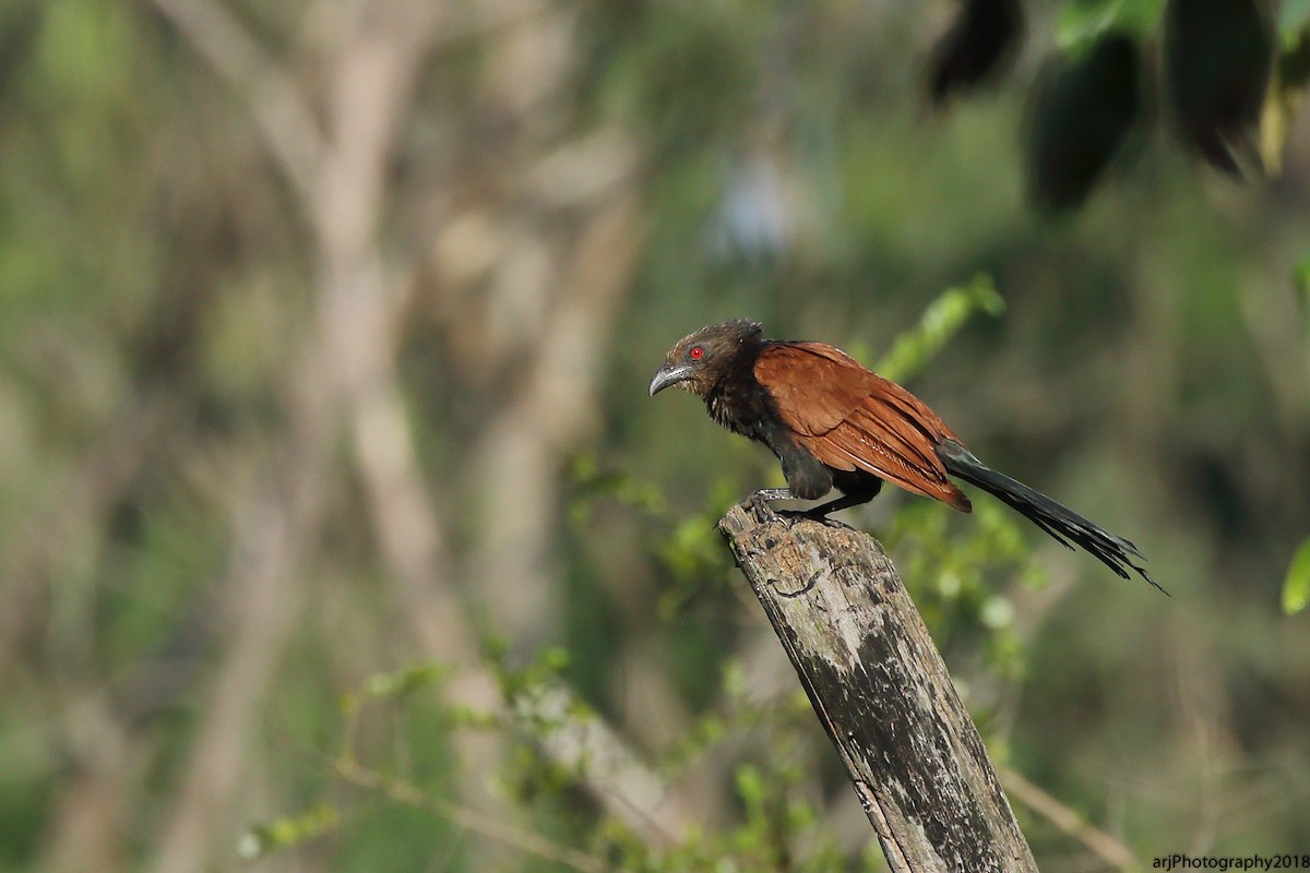 Greater Coucal - Rahul  Singh