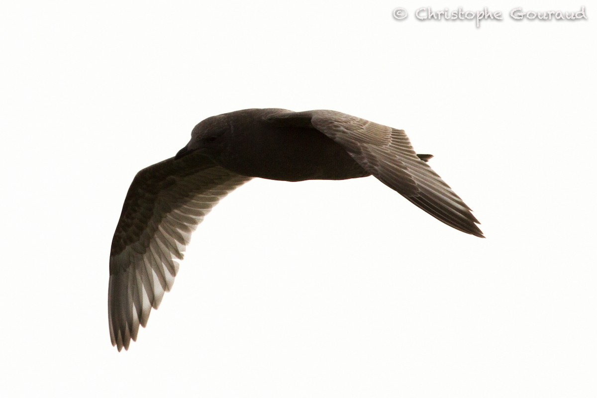 Herring Gull (American) - Christophe Gouraud