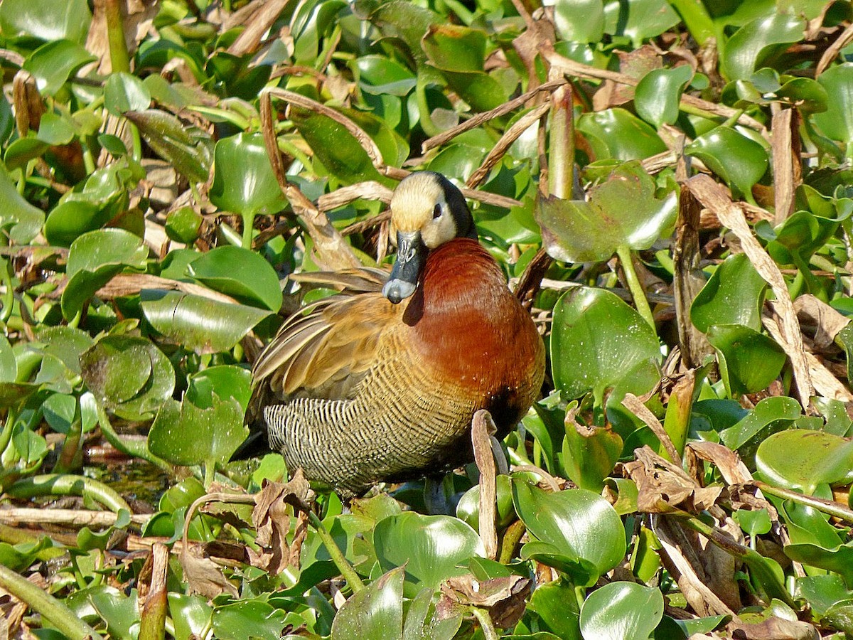White-faced Whistling-Duck - Carlos Agulian