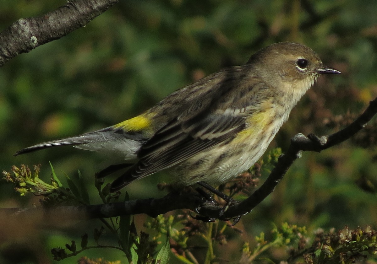 Yellow-rumped Warbler - Amy Lawes