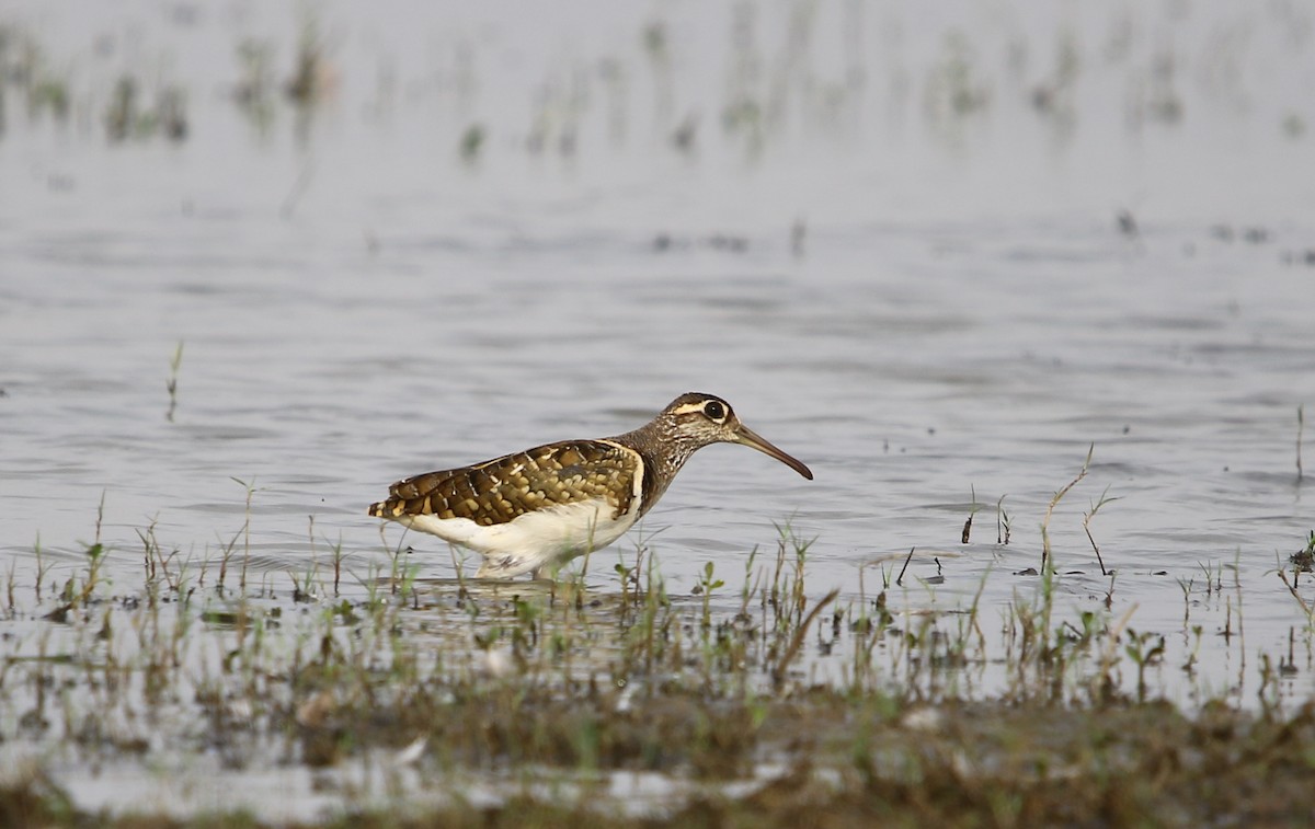 Greater Painted-Snipe - ML115918081