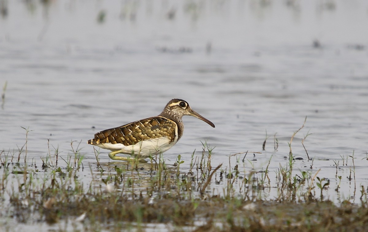 Greater Painted-Snipe - ML115918121