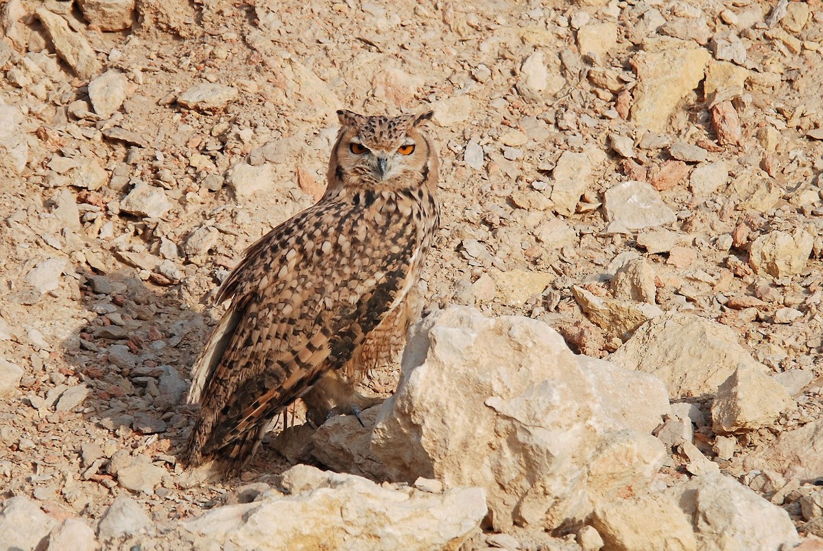 Pharaoh Eagle-Owl - ML115918661