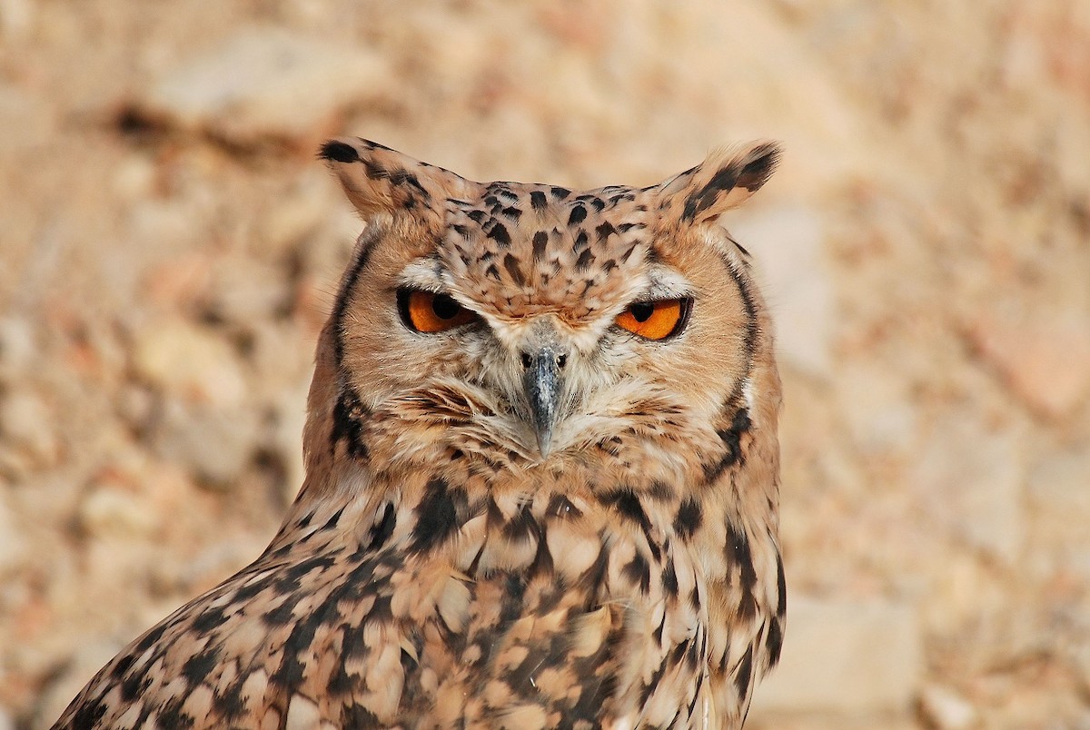 Pharaoh Eagle-Owl - ML115918671
