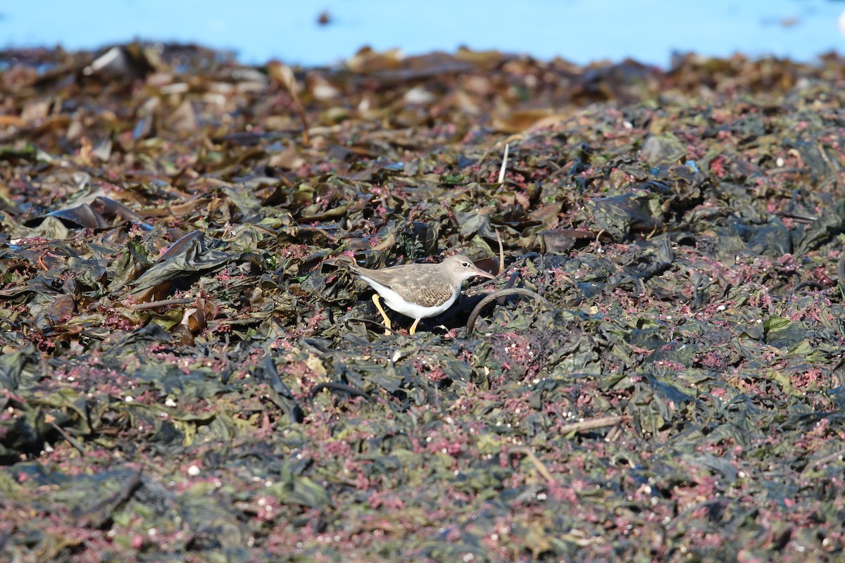 Spotted Sandpiper - Marie-Josee D'Amour