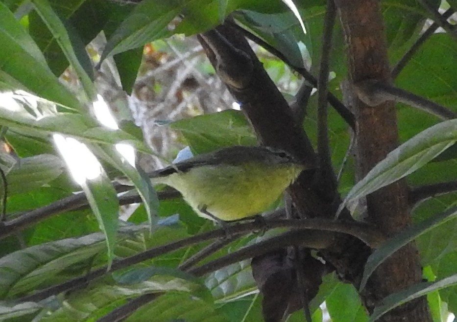 Timor Leaf Warbler (Flores) - Sandy Gayasih