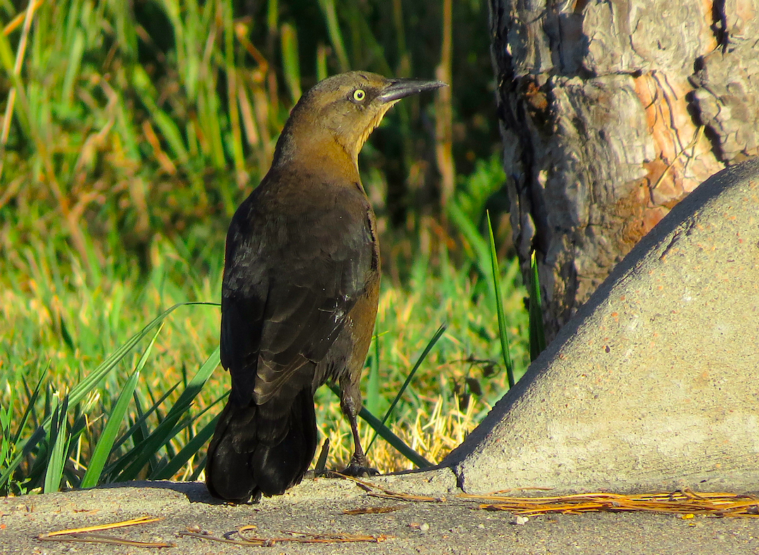 Great-tailed Grackle - ML115924391
