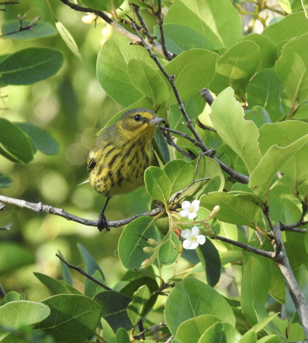 Cape May Warbler - ML115924731