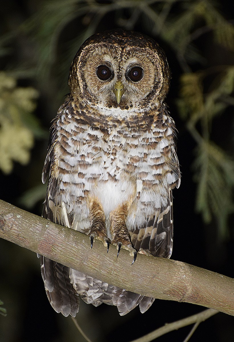 Rusty-barred Owl - Alex Mesquita