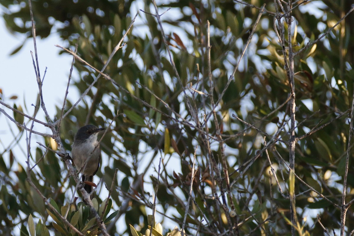 Sardinian Warbler - Tiago Guerreiro