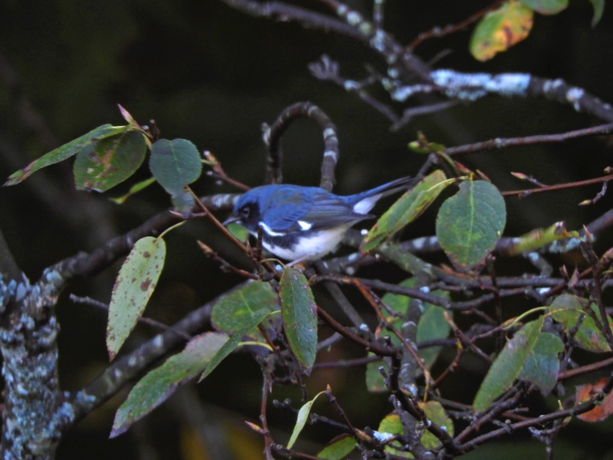 Black-throated Blue Warbler - Lise Turgeon