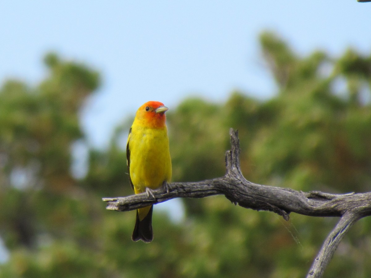Western Tanager - Patricia and Richard Williams