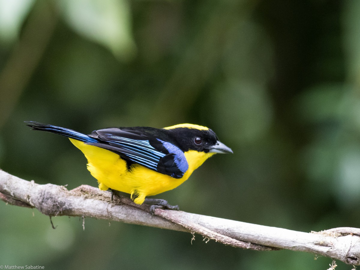 Blue-winged Mountain Tanager - ML115935351