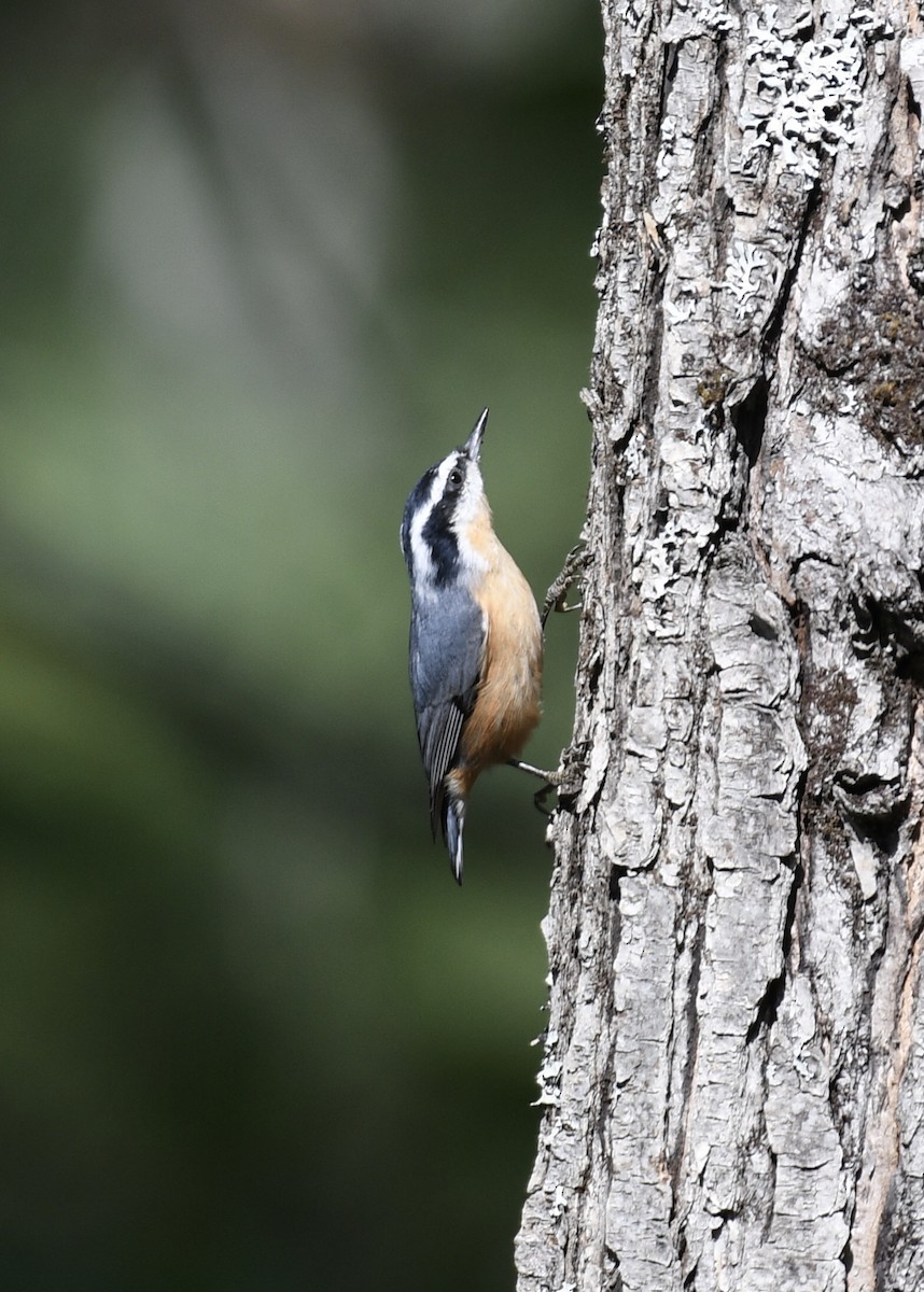 Red-breasted Nuthatch - ML115937421