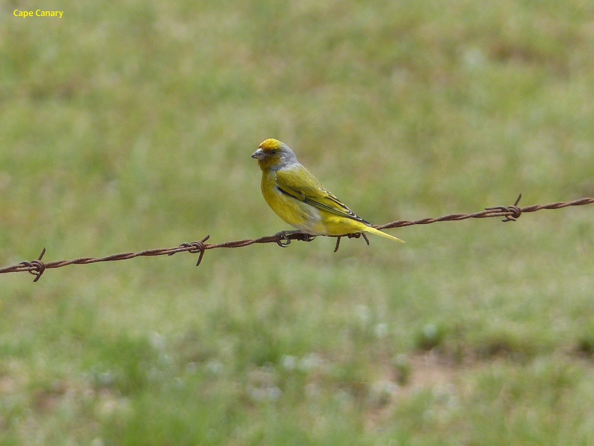 Cape Canary - Larry Zirlin