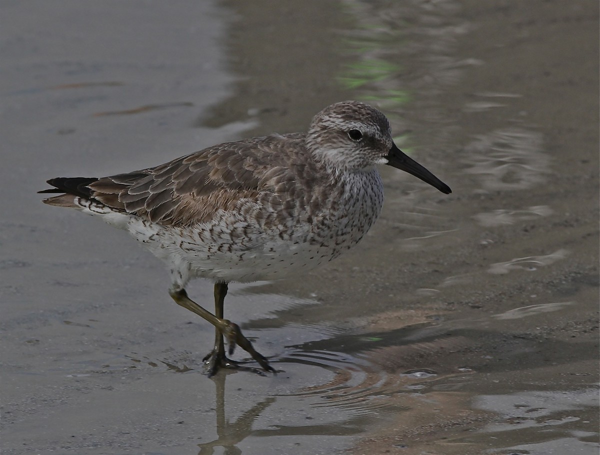 Red Knot - ML115943811