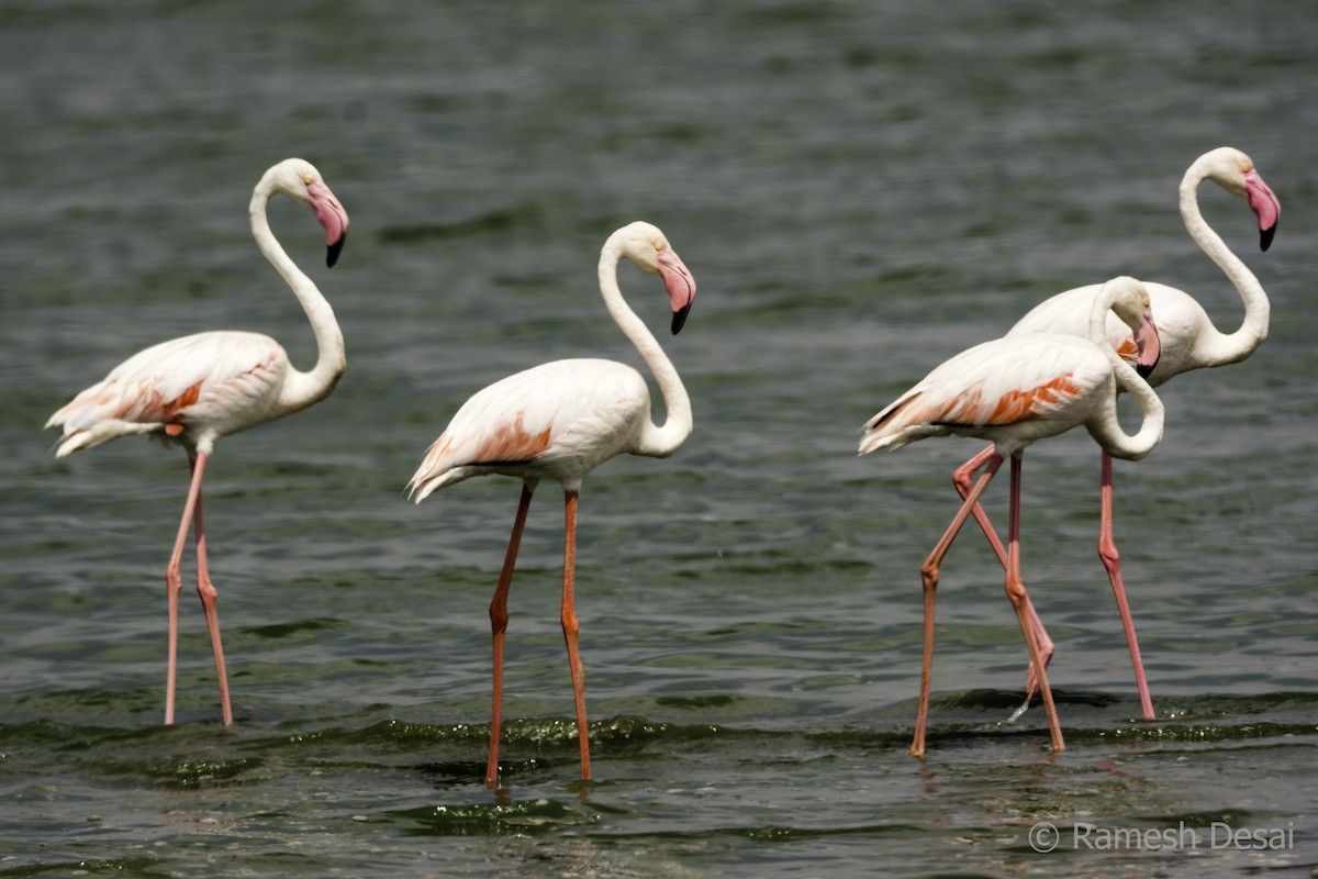 Greater Flamingo - ML115944531