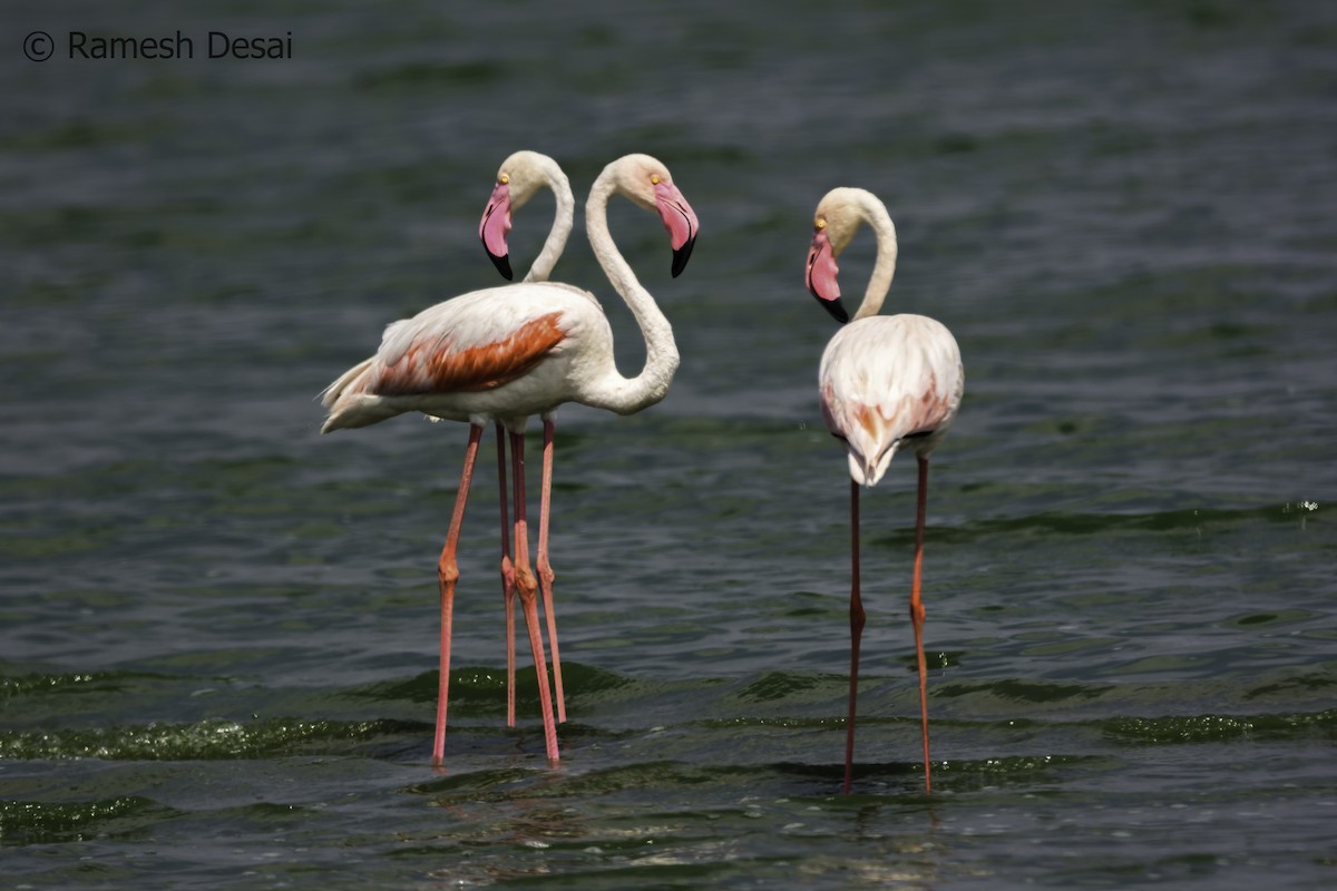 Greater Flamingo - ML115945291