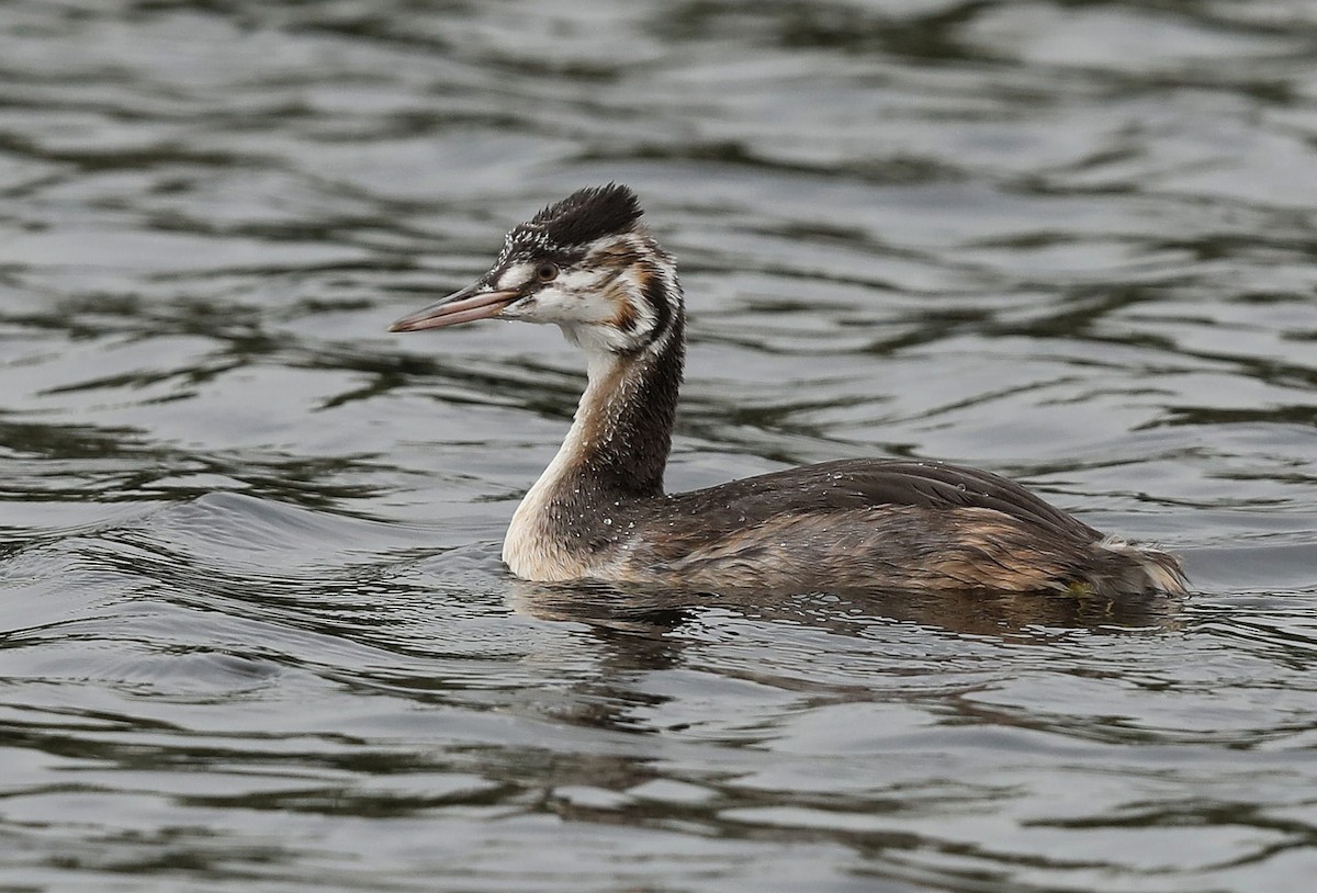 Great Crested Grebe - ML115945471