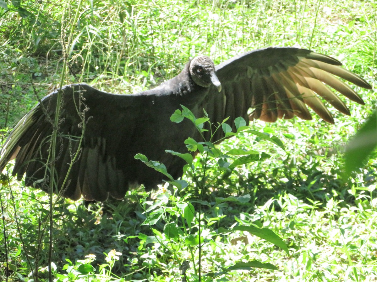 Black Vulture - ML115947951