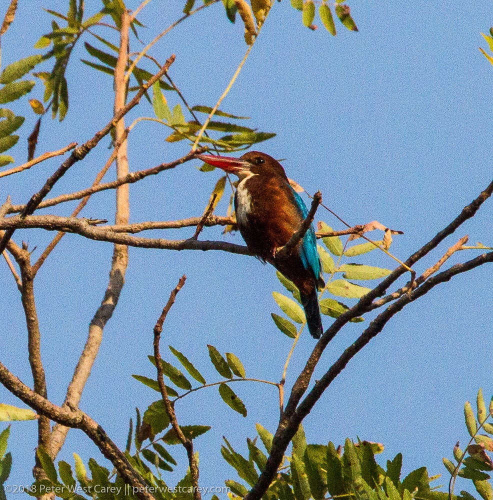 Common Kingfisher - Peter Carey