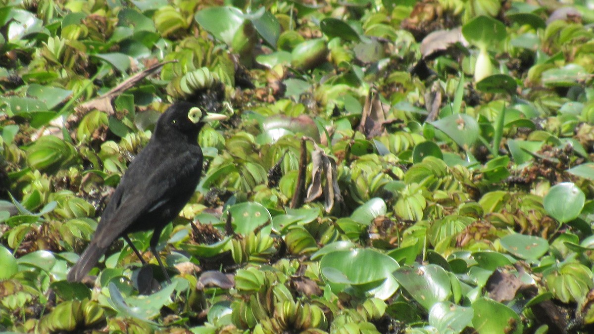 Spectacled Tyrant - ML115950251