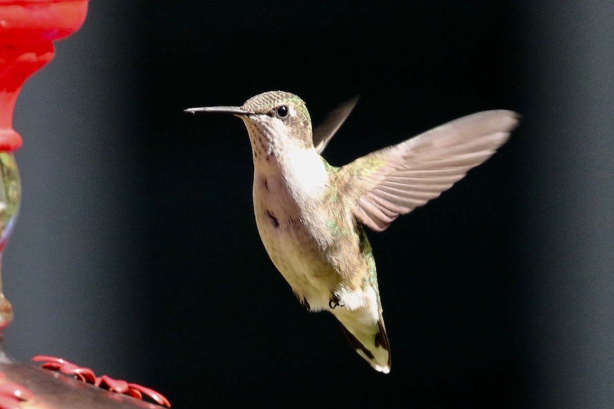 Ruby-throated Hummingbird - Alvan Buckley