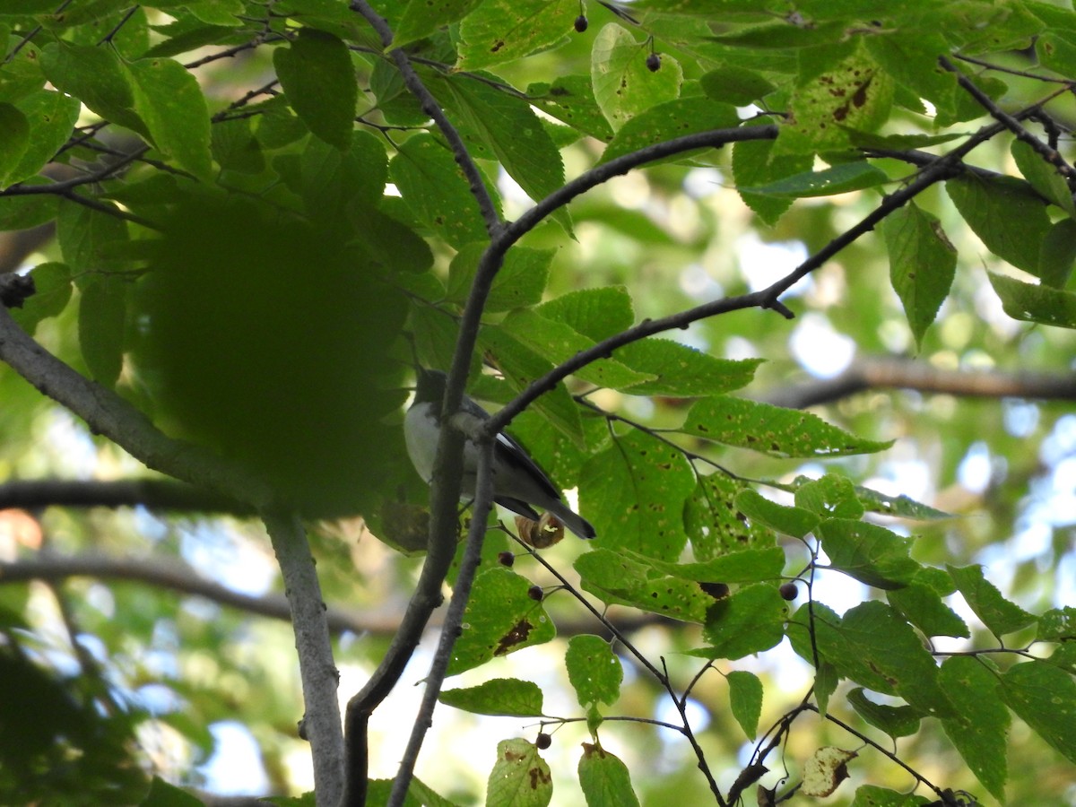 Black-throated Blue Warbler - Vlad Nevirkovets