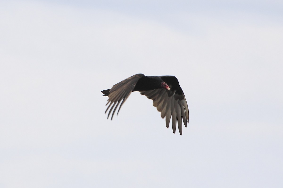 Turkey Vulture - ML115957501