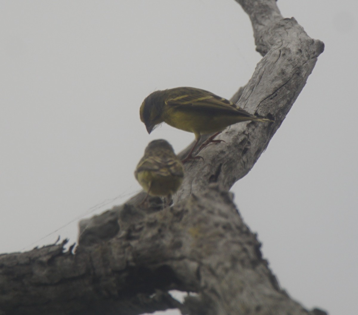 Yellow-fronted Canary - Nevine Jacob