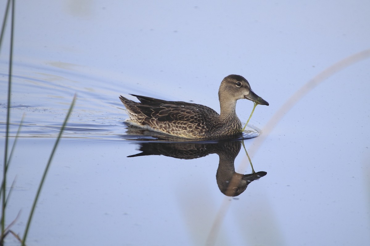 Blue-winged Teal - ML115960111