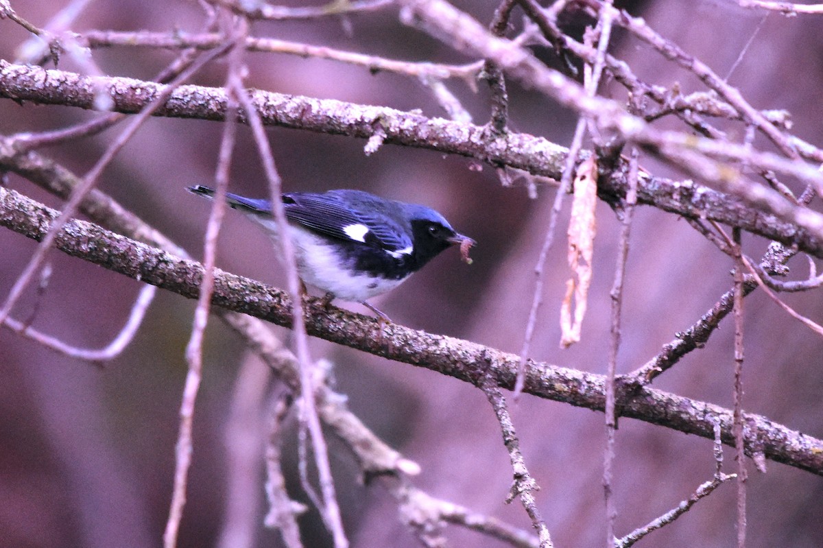 Black-throated Blue Warbler - Tim K